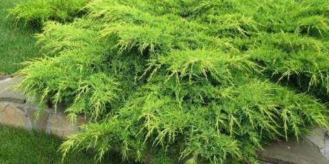 Juniper pfitzeriana: opis i karakteristike